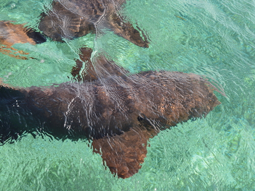 Belize City guided snorkel with rays Trip Tickets