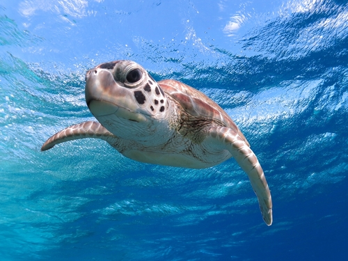 Belize shark ray alley Shore Excursion Tickets