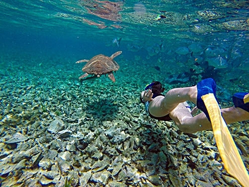 Belize Belize City Coral Gardens Snorkeling Shore Excursion Booking