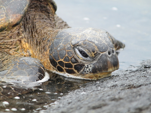 Big Island (Kona)  Hawaii / USA Captain Shore Excursion Prices