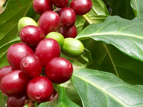 Big Island (Kona)  Hawaii / USA Captain Cruise Excursion Cost