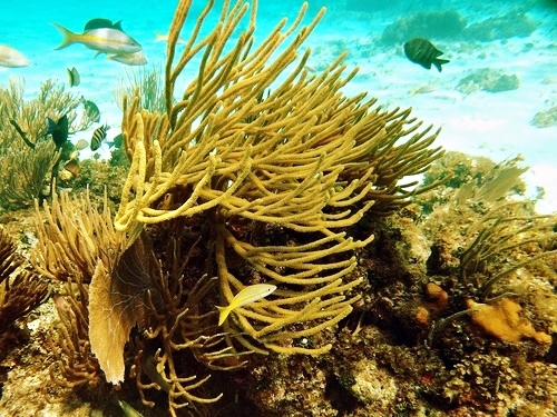Cayman Islands snorkeling Trip Cost