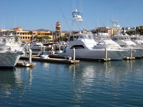 Cabo San Lucas whale watching Reservations