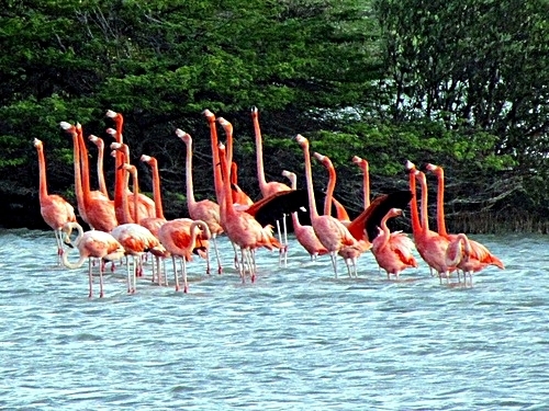 Curacao Willemstad flamingos Cruise Excursion Cost