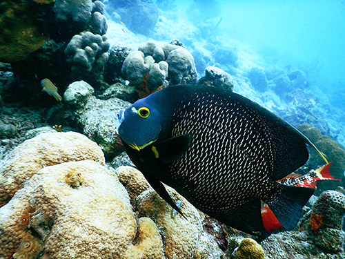 Bonaire Certified Diving Diving Tour Prices