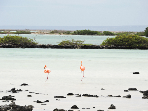 Bonaire Beach Time Sightseeing Trip Prices