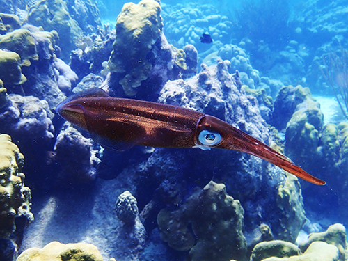 Bonaire 2 Tank Diving Excursion Cost