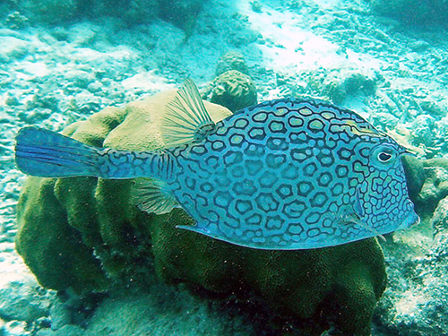 Bonaire Leeward Antilles 2 Tank Diving Tour Booking