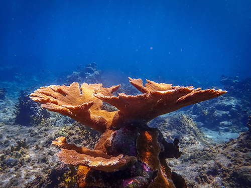 Bonaire Leeward Antilles Caribbean Waters Diving Trip Reviews