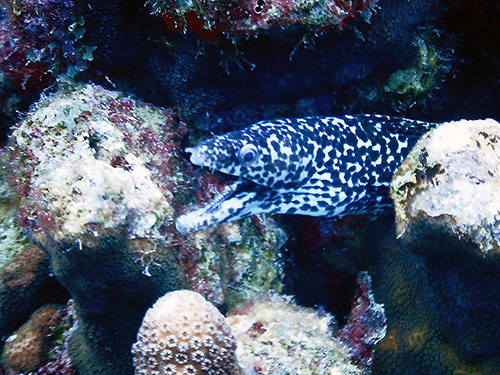 Bonaire Leeward Antilles 2 Tank Diving Excursion Reviews