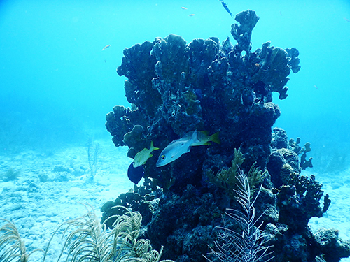 Bonaire Leeward Antilles National Park Cruise Excursion Prices