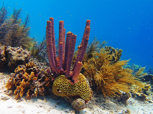 Bonaire Snacks Snorkel Excursion Tickets