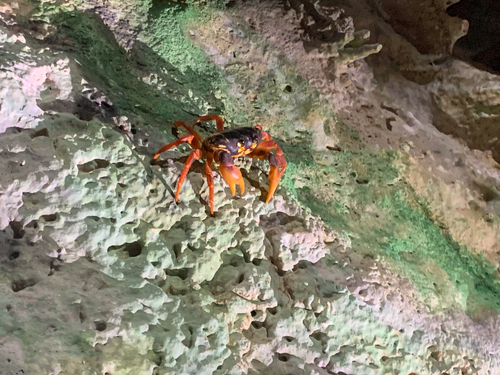 Bonaire Fossilized Corals Excursion Booking