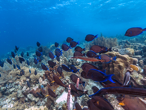 Bonaire Leeward Antilles Marine Life Snorkel Excursion Booking
