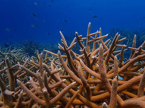 Bonaire National Park Diving Trip Booking