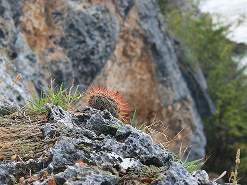 Bonaire Leeward Antilles Rincon Town Sightseeing Trip Prices