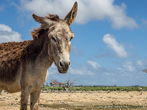 Bonaire Leeward Antilles Donkeys Sightseeing Tour Prices