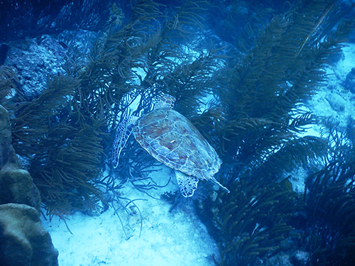 Bonaire Leeward Antilles Marine Park Snorkel Trip Booking