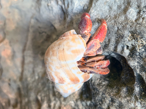 Bonaire Dry Caves Trip Reviews