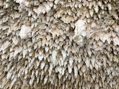 Bonaire Wet Caves Excursion Booking