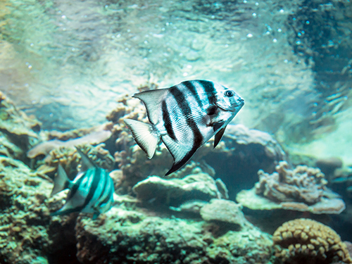 Bonaire Reefs Snorkel Trip Tickets