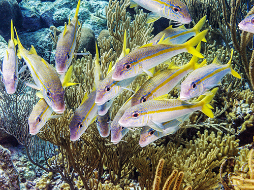Bonaire Reefs Cruise Excursion Reviews