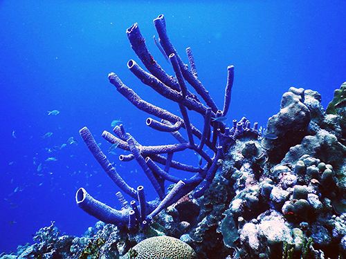 Bonaire Leeward Antilles Caribbean Waters Diving Excursion Booking