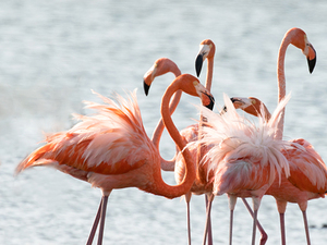 Bonaire North Side Island Sightseeing Excursion with Local Guide