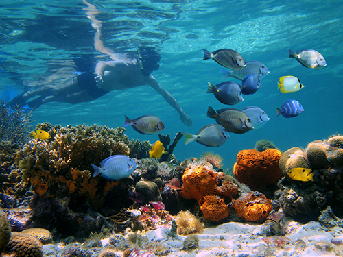Bonaire Leeward Antilles Reefs Shore Excursion Reviews