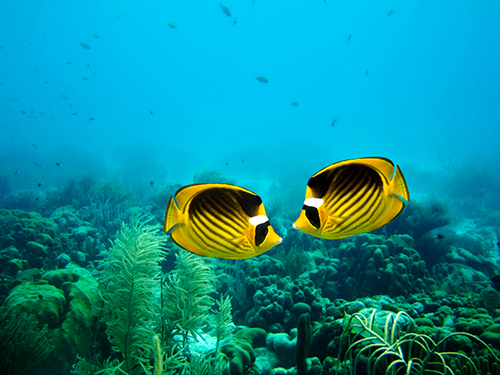 Bonaire Leeward Antilles Marine Park Cruise Excursion Prices