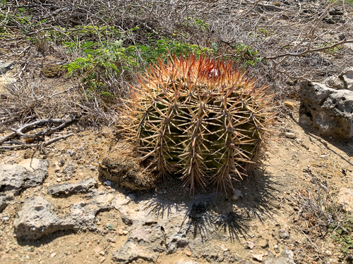 Bonaire Leeward Antilles Stalagmites  Cruise Excursion Reservations