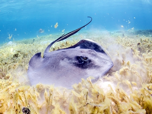 Cayman Islands stingray city Excursion Reservations