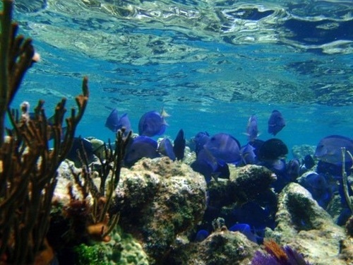 Grand Cayman  George Town Barrier reef Reservations