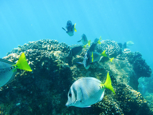 Cabo San Lucas 2 Bay Guided Snorkel Excursion