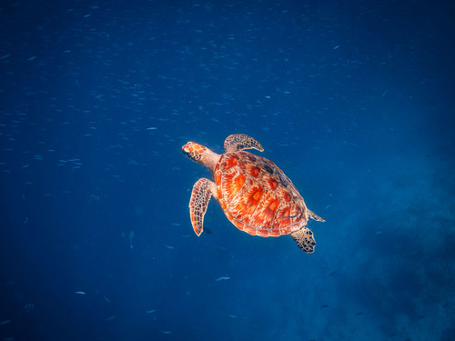 Cabo San Lucas 2 Bay Guided Snorkel Excursion