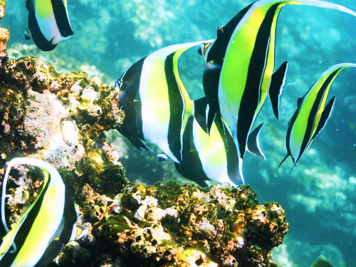Cabo San Lucas 2 Bay Guided Snorkel Excursion