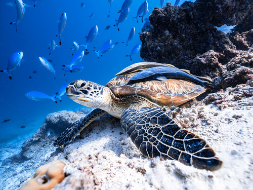 Cabo San Lucas 2 Bay Guided Snorkel Excursion
