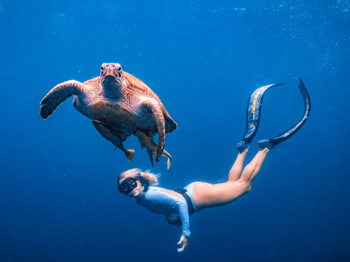 Cabo San Lucas 2 Bay Guided Snorkel Excursion