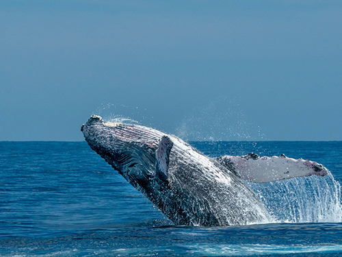 Cabo San Lucas Sightseeing Whale Watching Tour Reservations