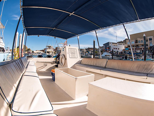 Cabo San Lucas Friends Whale Watching Trip Prices