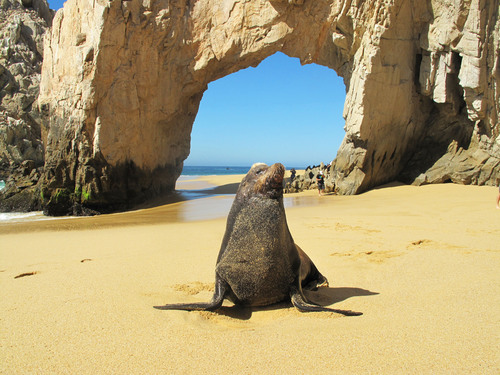 Cabo San Lucas Land's End Kayak and Snorkel Excursion
