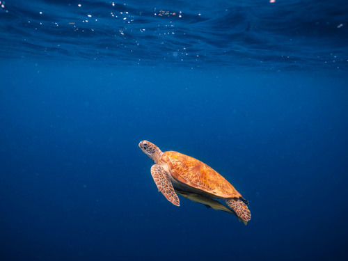 Cabo San Lucas Land's End Kayak and Snorkel Excursion