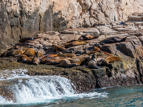 Cabo San Lucas Mexico Sea Lion Colony Sightseeing Excursion Reservations