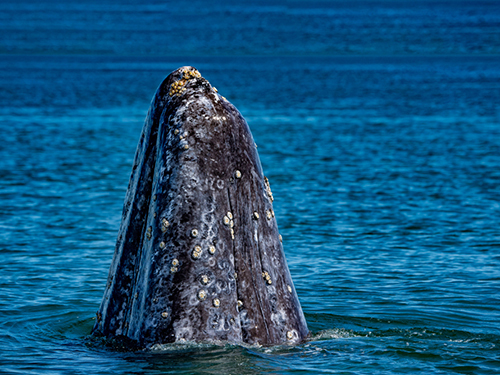 Cabo San Lucas Mexico Family Whale Watching Cruise Excursion Booking