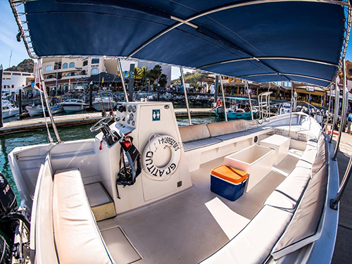 Cabo San Lucas Mexico Friends Whale Watching Cruise Excursion Reviews