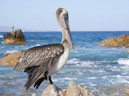 Cabo San Lucas Family Whale Watching Shore Excursion Tickets
