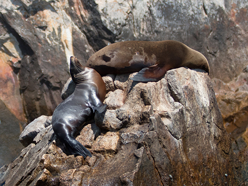 Cabo San Lucas Seniors Whale Watching Tour Booking