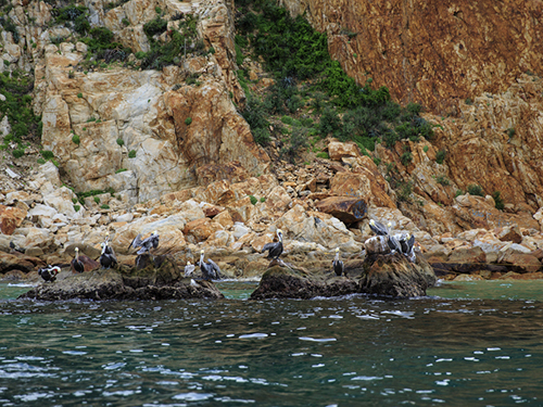 Cabo San Lucas Mexico Neptunes Finger Whale Watching Tour Booking