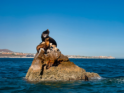 Cabo San Lucas Sightseeing Whale Watching Shore Excursion Reviews