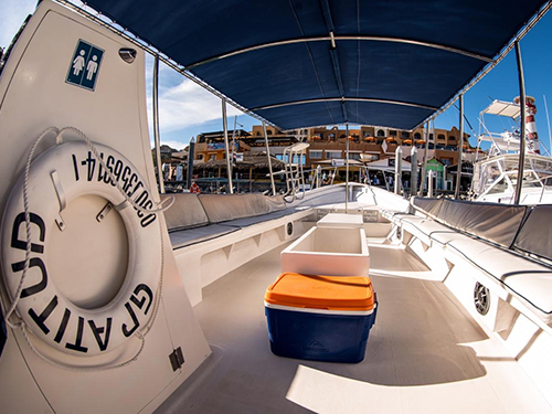 Cabo San Lucas Sightseeing Whale Watching Tour Cost